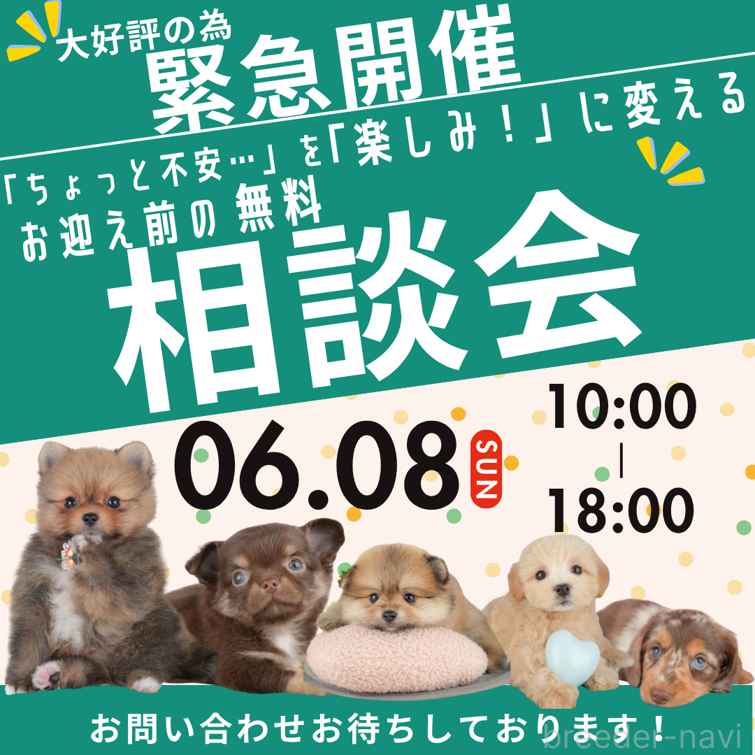 販売中の千葉県のミニチュアダックスフンド(ロングヘアード)-388347の3枚目